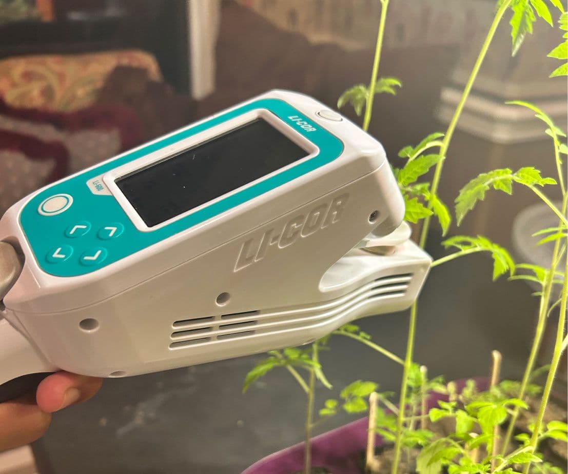 Measuring Tomato Plant Stress Response to Fusarium Wilt with the LI-600PF