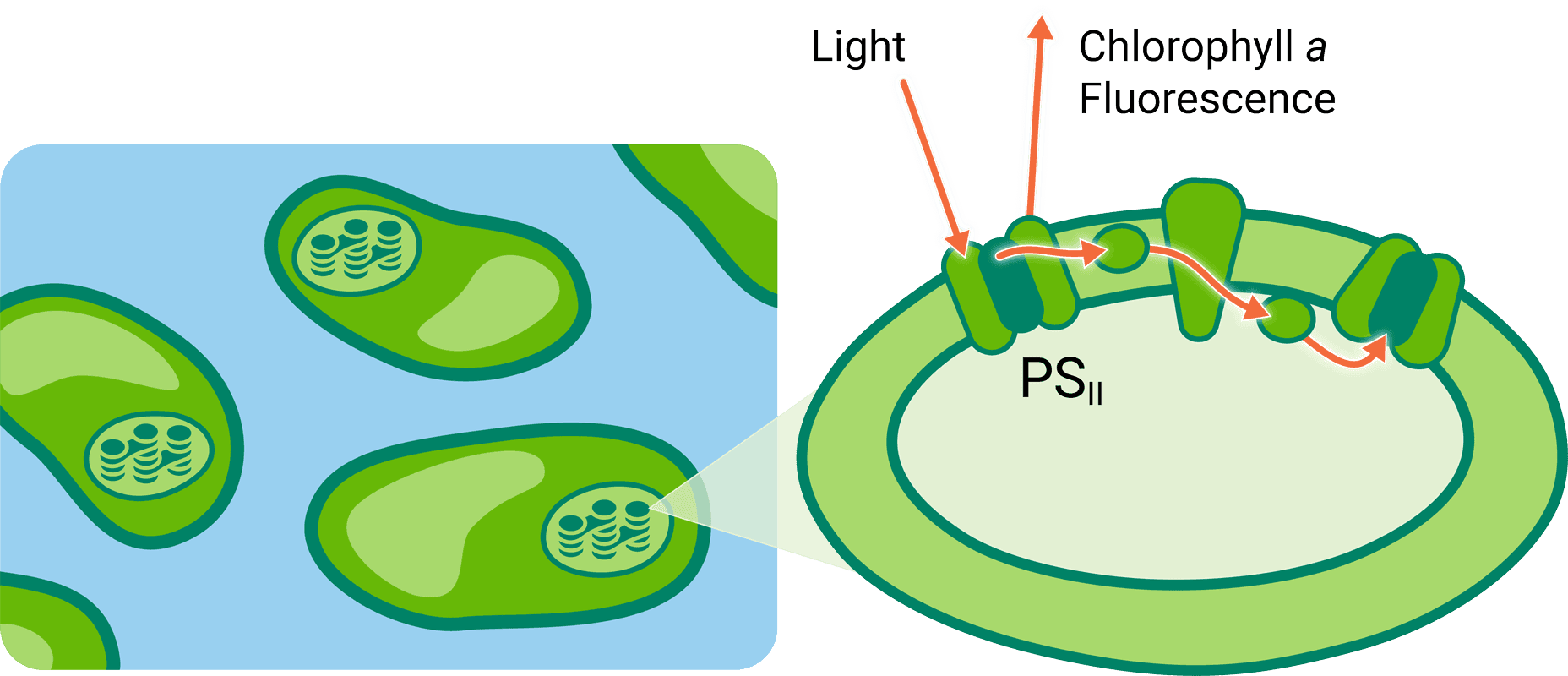 flourescence in aquatic sample