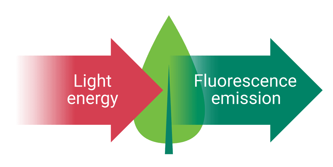 diagram of chlorophyll fluorescence