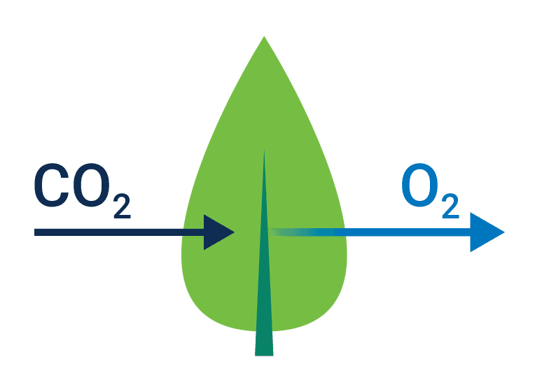 diagram of gas exchange