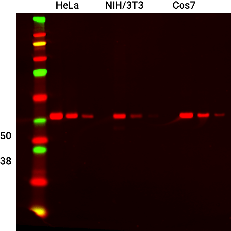 Beta tubuin detected in various cell lines