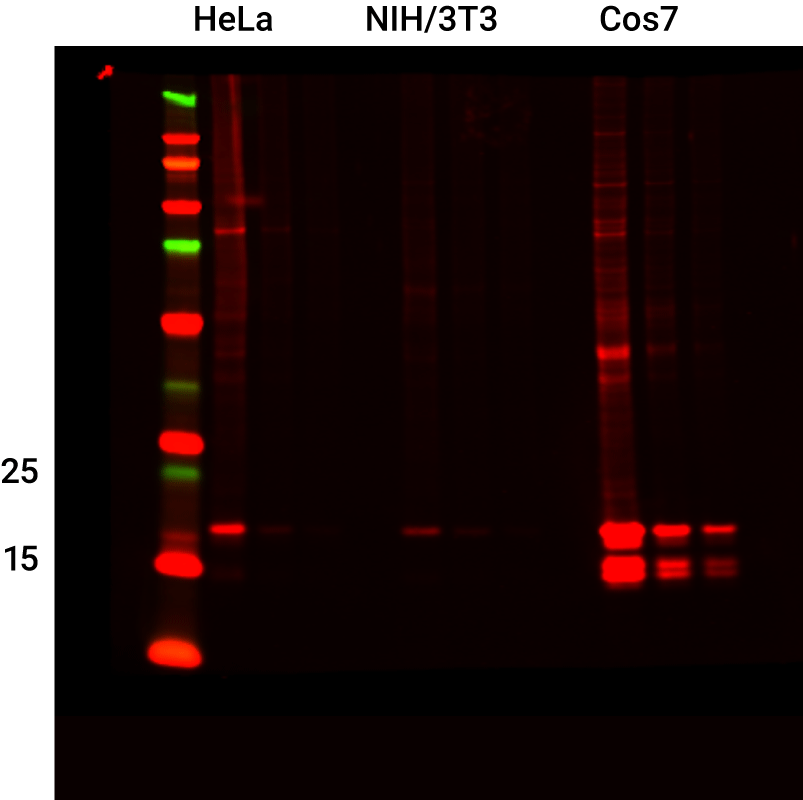 Histone H3 Rabbit Monoclonal Antibody detected in HeLa, NIH/3T3, and COS-7 Lysates