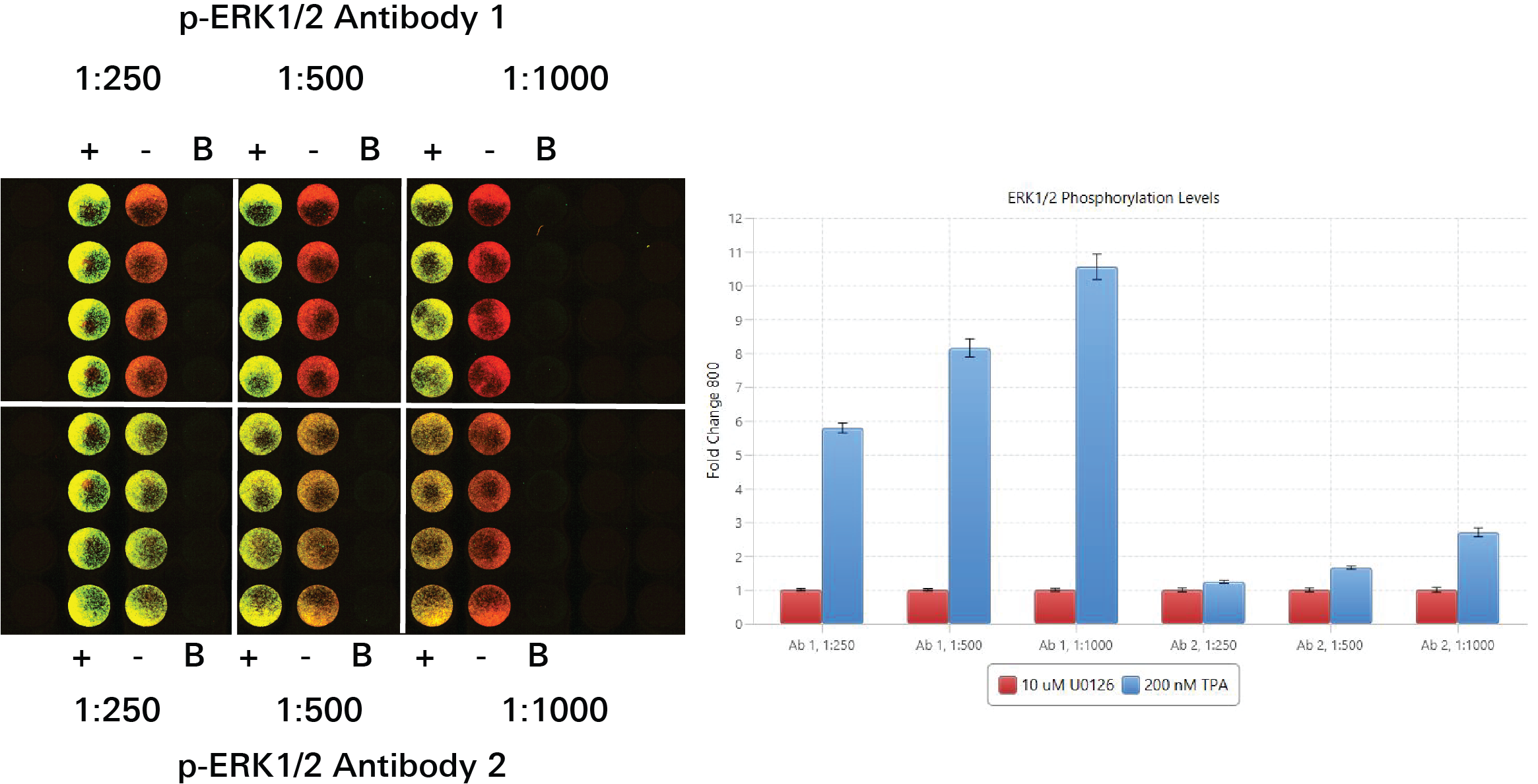 Performing antibody titration by In-Cell Western