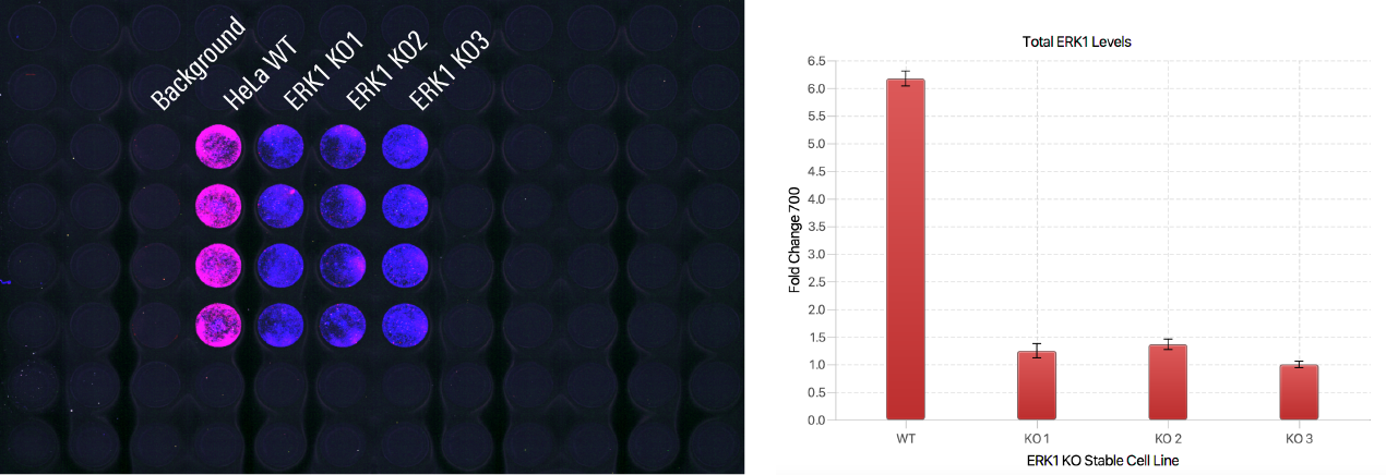 Example In-Cell Western antibody validation experiment