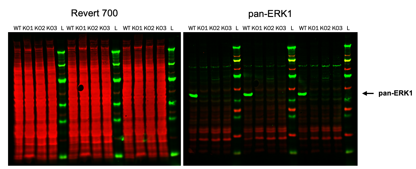 Example Western blot antibody validation experiment