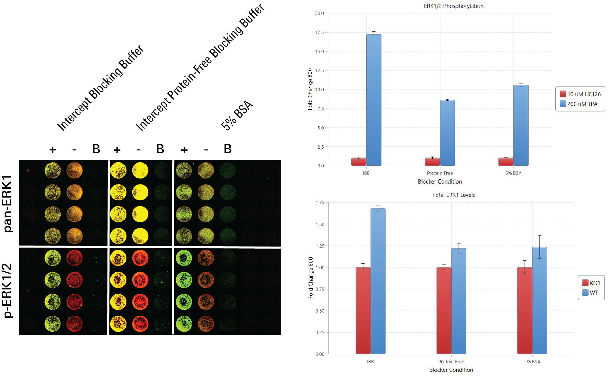 Evaluating blocking buffer by In-Cell Western