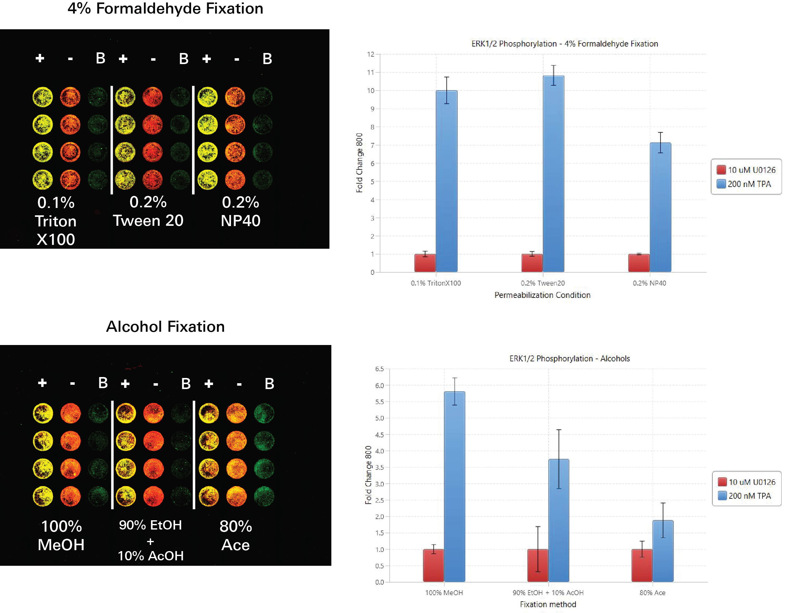 Evaluating fixation and permeabilization by In-Cell Western