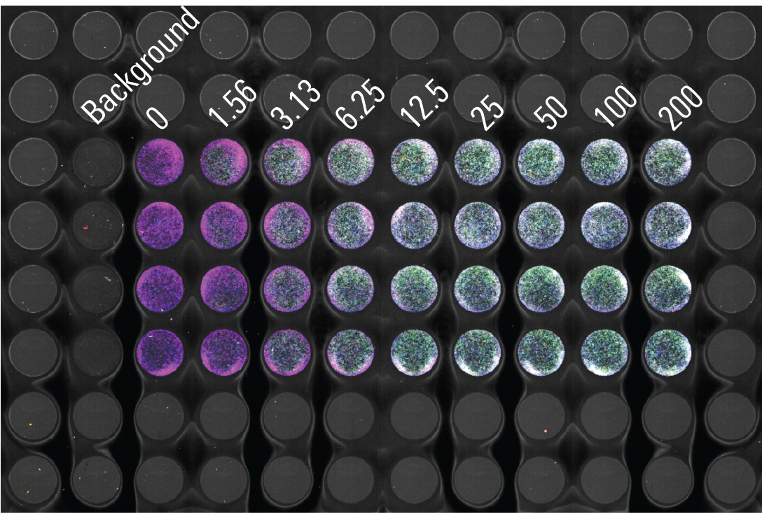 Assessing dose response by In-Cell Western