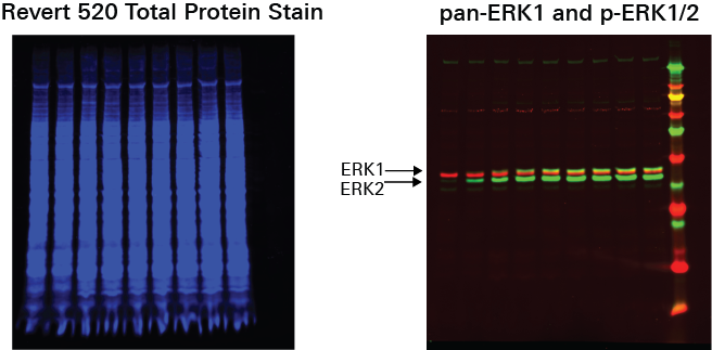 Assessing dose response by 3-color Western blot