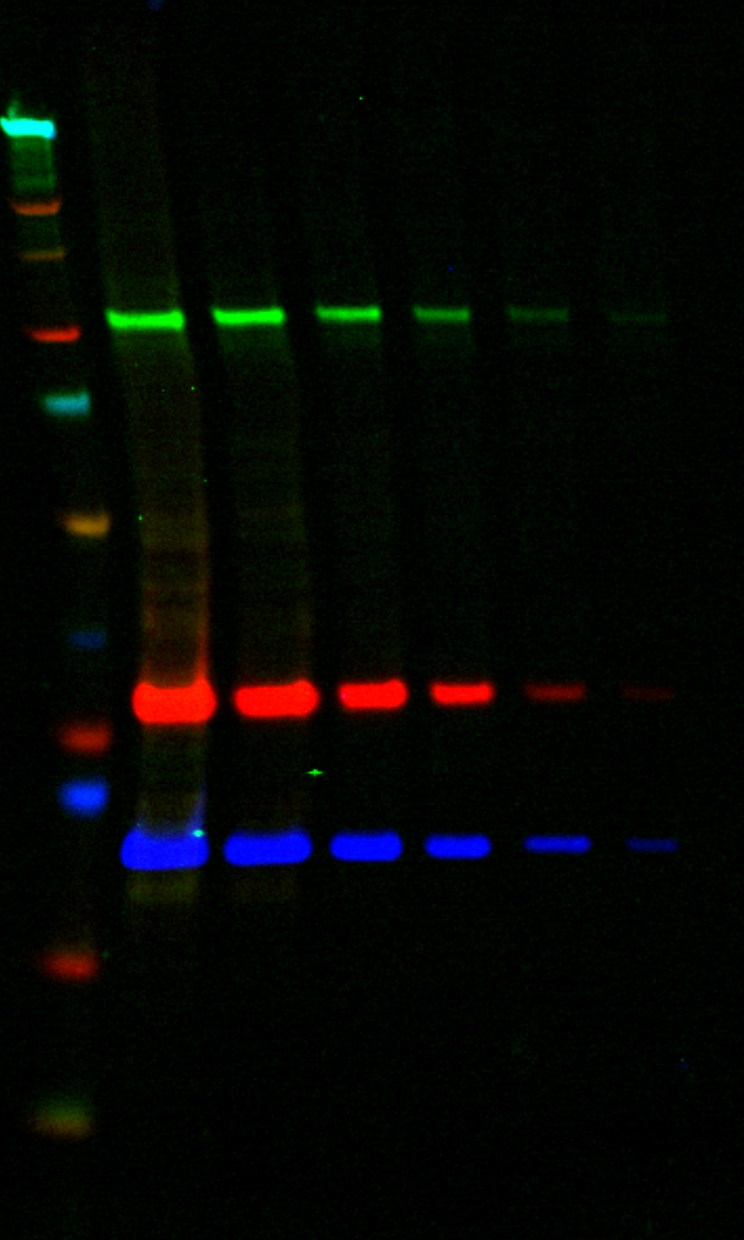 Example 3-color Western blot using subclass specific secondary antibodies