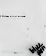 Western blot blue pen contamination