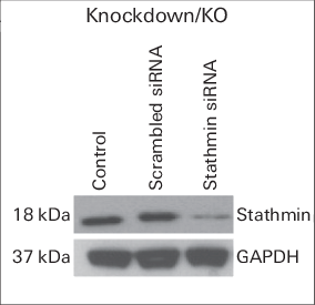 Confirming primary antibody specificity