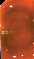 Western blot coomassie contamination