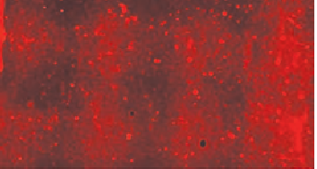 Western blot dirty transfer pad