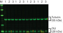 Revert normalization target bands