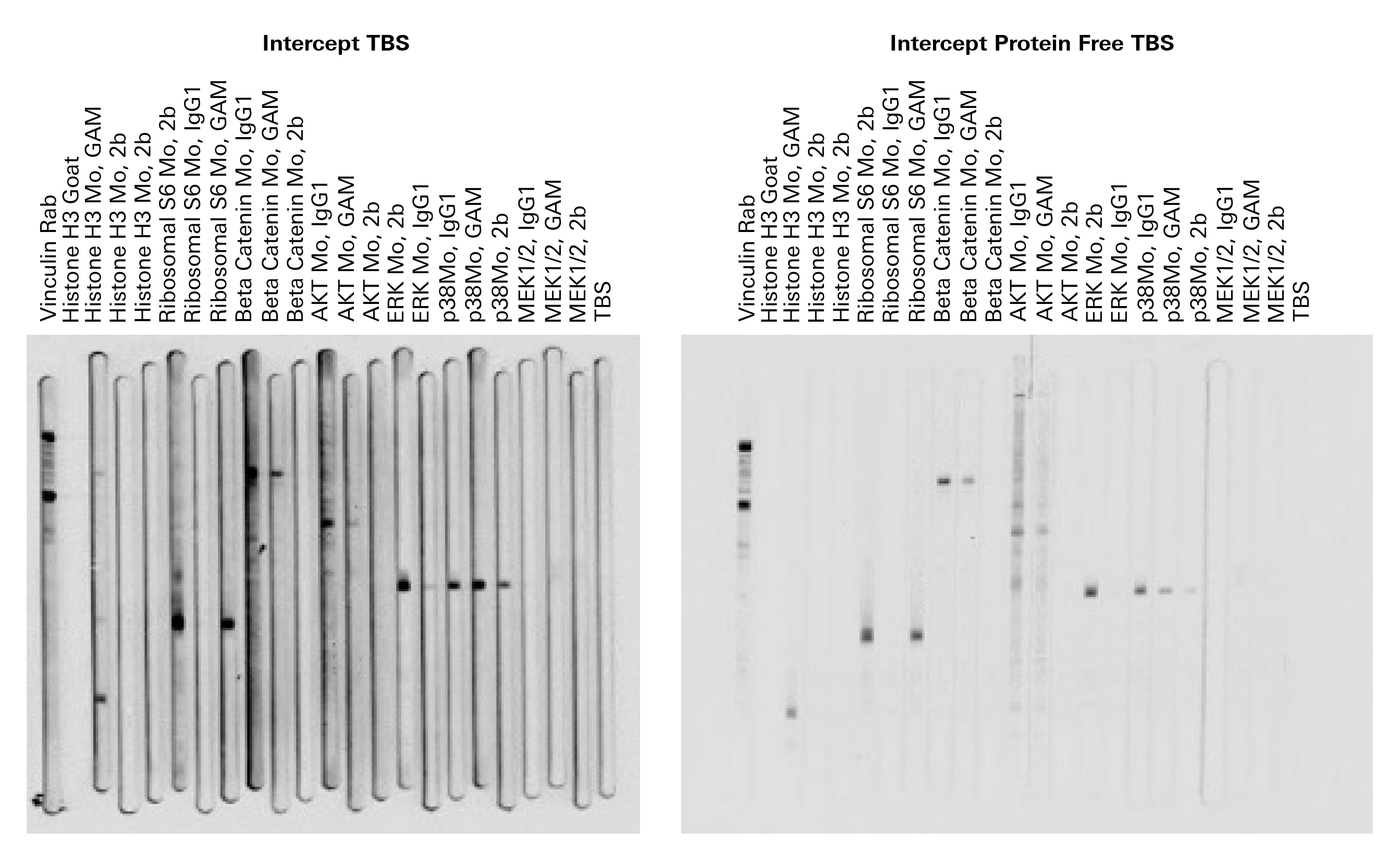 Primary antibody detection using subclass specific secondary antibodies