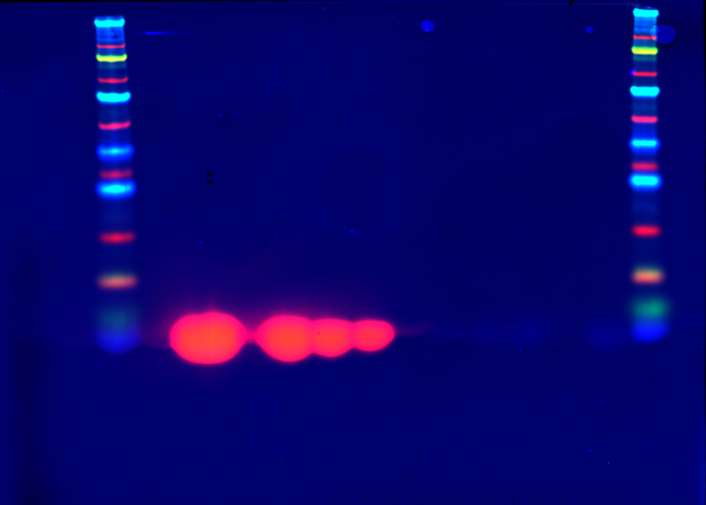 Western blot blue loading buffer used during electrophoresis