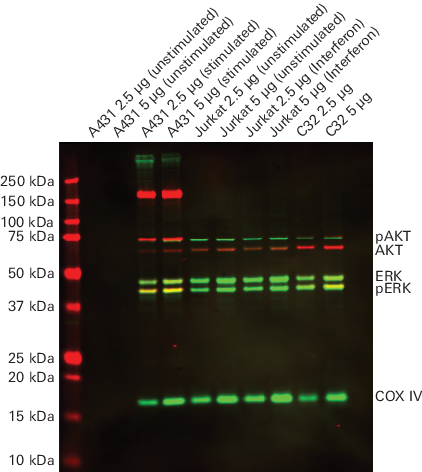 Detecting multiple targets on the same blot and in the same wavelength