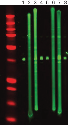 Western blot primary antibody variation