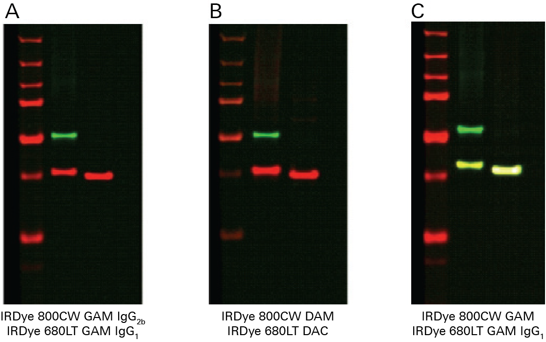 Blots showing PTEN expression detection and cross-reactivity between secondary antibodies