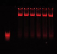 Electrophoretic Mobility Shift Assay Guide