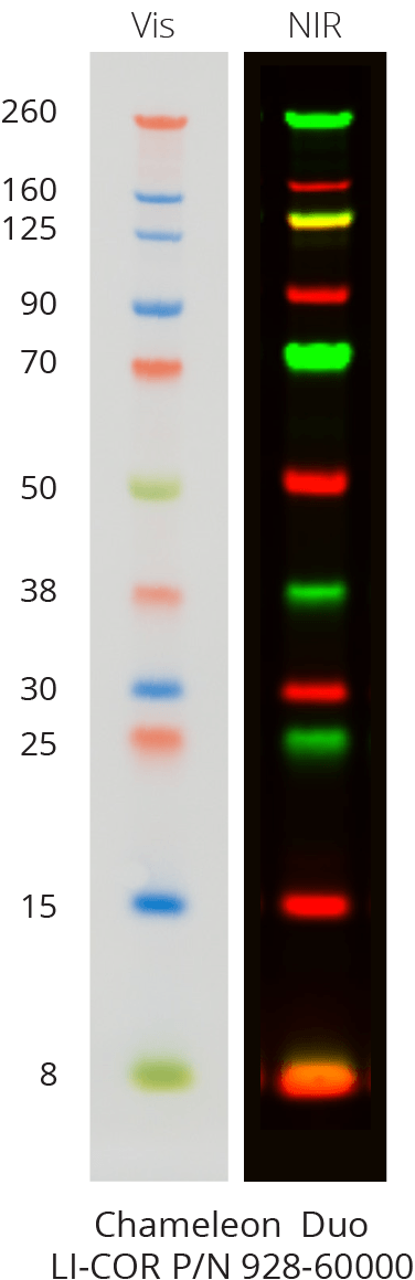 Chameleon Duo Marker band sizes