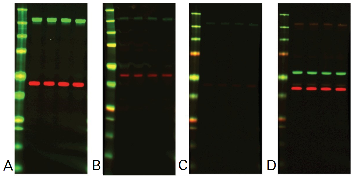 newblot stripping buffer example data