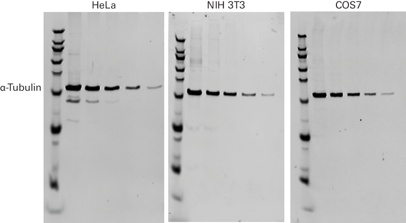 alpha tubulin mouse primary antibody example data