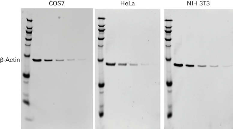 beta actin rabbit primary antibody example data