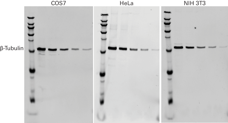 Beta Tubulin rabbit primary antibody example data