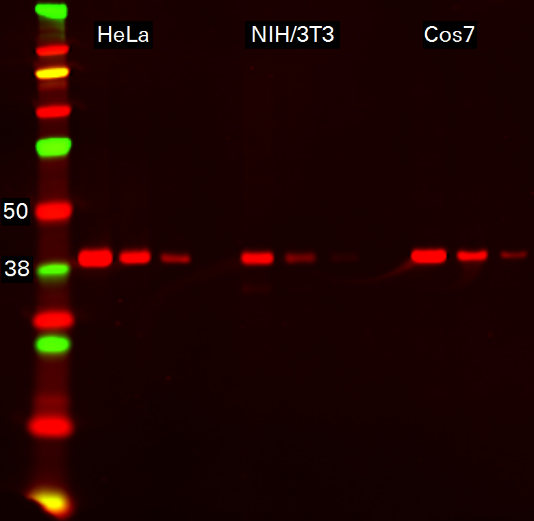 GAPDH Rabbit Monoclonal Antibody detected in HeLa, NIH3T3, and COS7 lysates