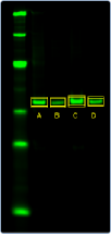 Revert normalization target band boxes