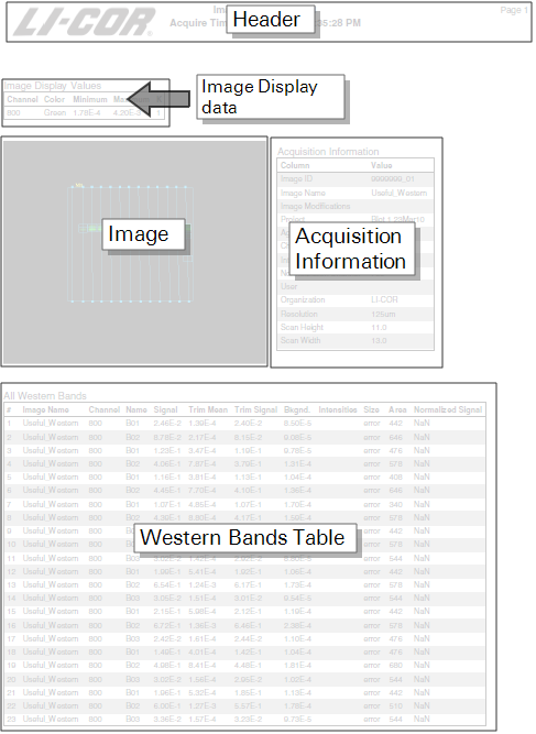 Image Studio 5.0 Western Lab Book print-out example