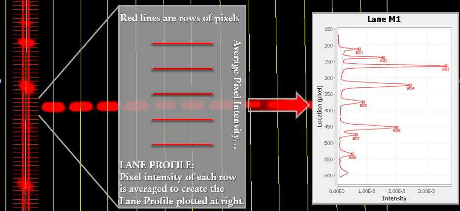 Image Studio lane profile blot to graph comparison