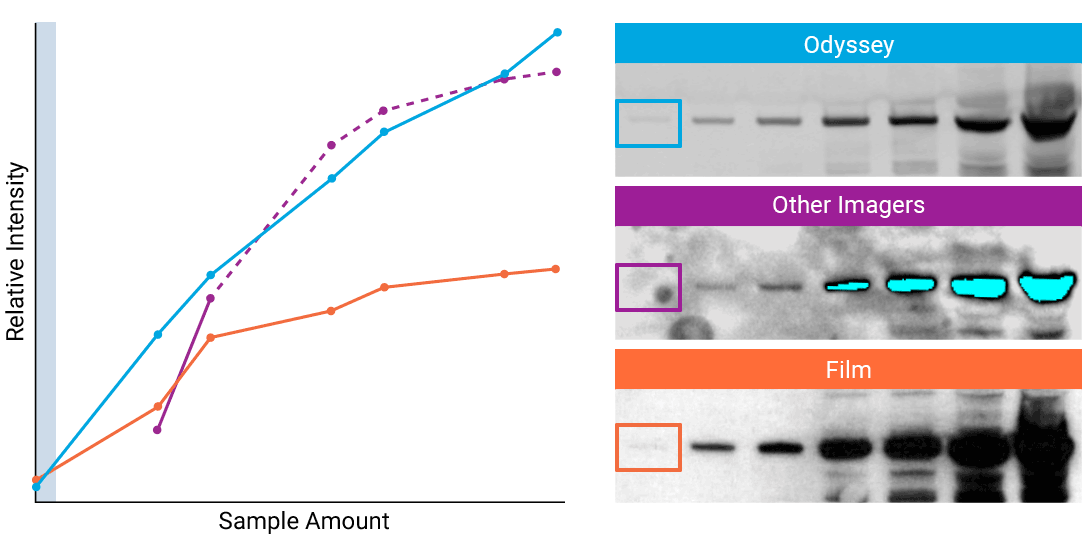western blot quantification imagej and ccd imager
