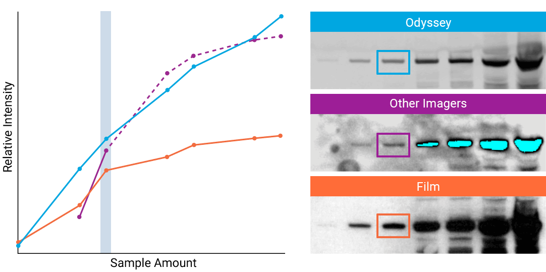 western blot quantification with imagej