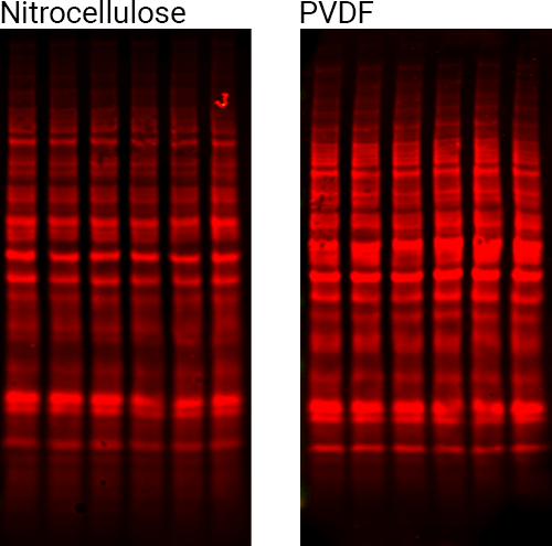 Revert staining of PVDF and nitrocellulose membranes