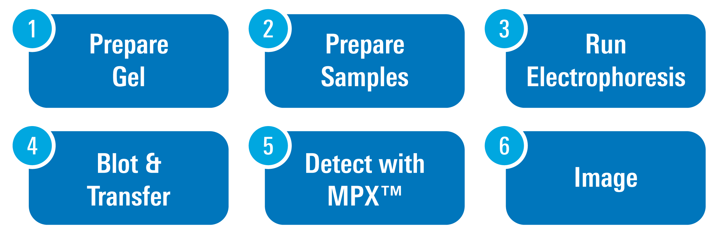 MPX Blotting System workflow