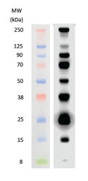 WesternSure Prestained Protein Chemiluminescent Protein Ladder Data