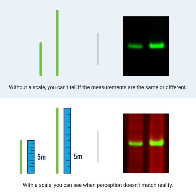 This figure illustrates how normalization allows you to determine differences between bands on a Western blot despite how the bands appear visually
