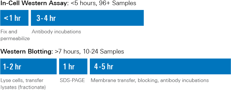 ICW and Western Blotting Time Comparison