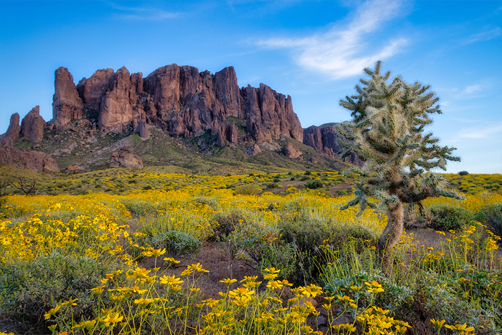 image of Sabino Canyon in Tucson, Arizona showing rock clifs, yellow flowers and a joshua tree